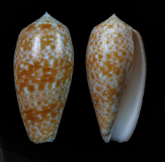 Conus bullatus