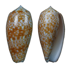 Conus bullatus