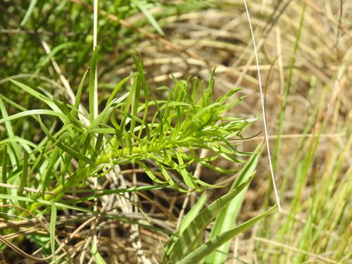 Image of Callilepis leptophylla by (c) Matthew Fainman, some rights reserved (CC BY)