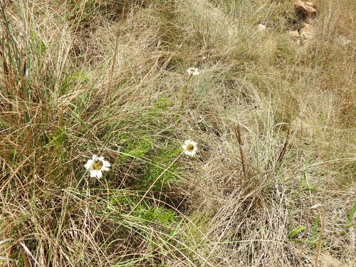 Image of Callilepis leptophylla by (c) Matthew Fainman, some rights reserved (CC BY)