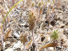 Plantago bellardii