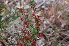 Daviesia brevifolia