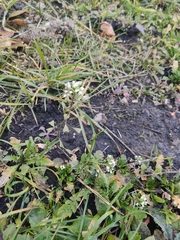 Capsella bursa-pastoris