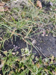 Capsella bursa-pastoris