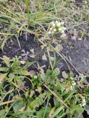 Capsella bursa-pastoris