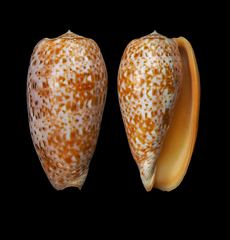 Conus bullatus