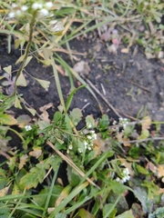 Capsella bursa-pastoris