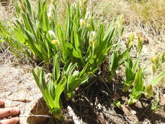 Hypoxis galpinii