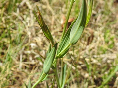Hypoxis galpinii