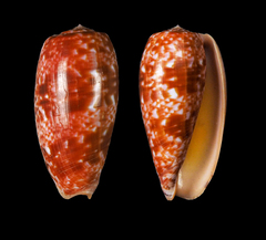 Conus bullatus