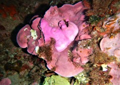 Mesophyllum expansum