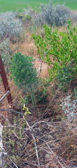 Asparagus mariae