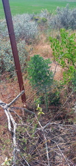Asparagus mariae