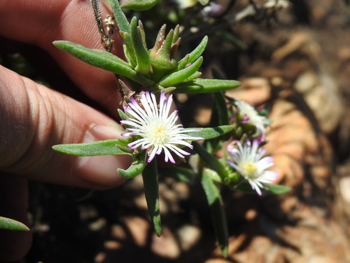Image of Delosperma herbeum by (c) Matthew Fainman, some rights reserved (CC BY)