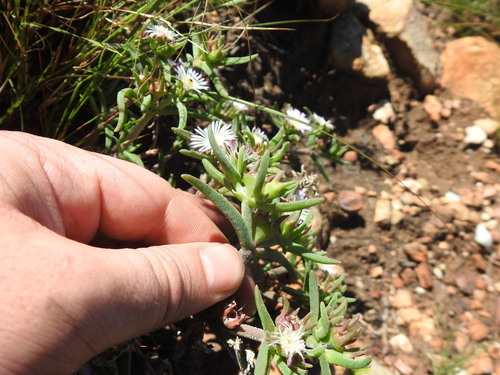 Image of Delosperma herbeum by (c) Matthew Fainman, some rights reserved (CC BY)