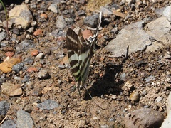 Protographium leosthenes