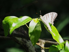 Protographium leosthenes