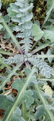 Glaucium flavum