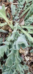 Glaucium flavum