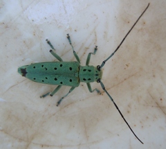 Saperda punctata