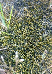 Triquetrella tristicha