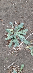 Glaucium flavum