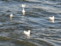 Chroicocephalus ridibundus