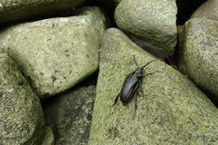 Prionus insularis