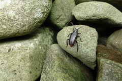 Prionus insularis