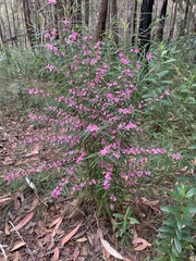 Boronia chartacea