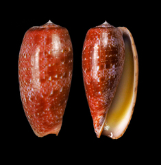 Conus bullatus