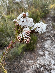 Leucopogon collinus
