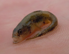 Knipowitschia panizzae