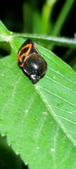 Okiscarta uchidae