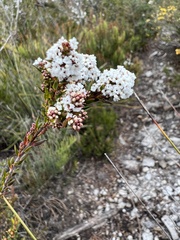 Leucopogon collinus