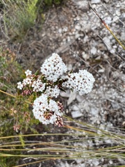 Leucopogon collinus