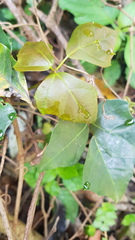Rhoicissus rhomboidea