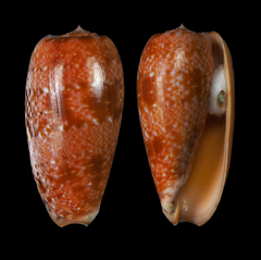Conus bullatus