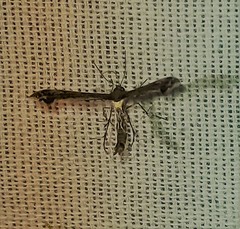 Michaelophorus indentatus