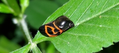 Okiscarta uchidae