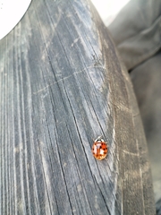 Harmonia axyridis