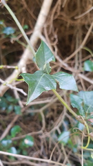 Rhoicissus rhomboidea