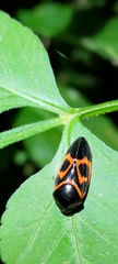 Okiscarta uchidae