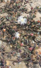 Mesembryanthemum paulum