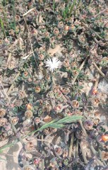 Mesembryanthemum paulum