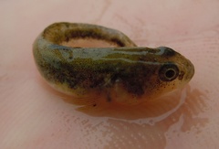 Knipowitschia panizzae