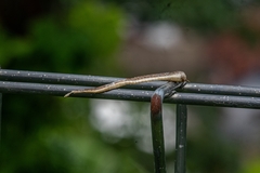 Eutropis multifasciata