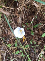 Crocus tournefortii