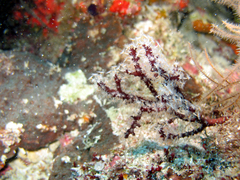 Chironephthya