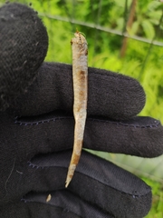 Eutropis multifasciata